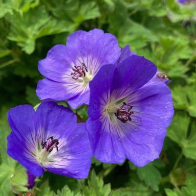 Geranium 'Rozanne'